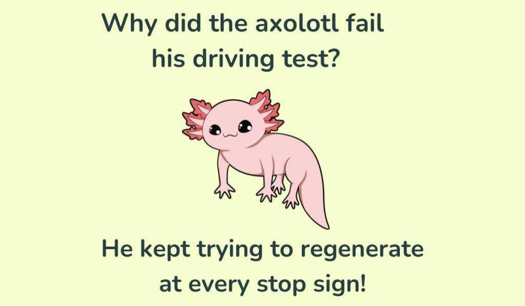 axolotl puns