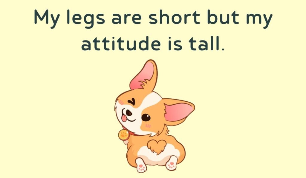 corgi puns and jokes