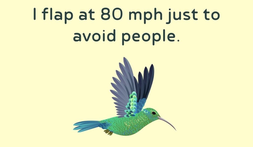 humming bird puns and jokes