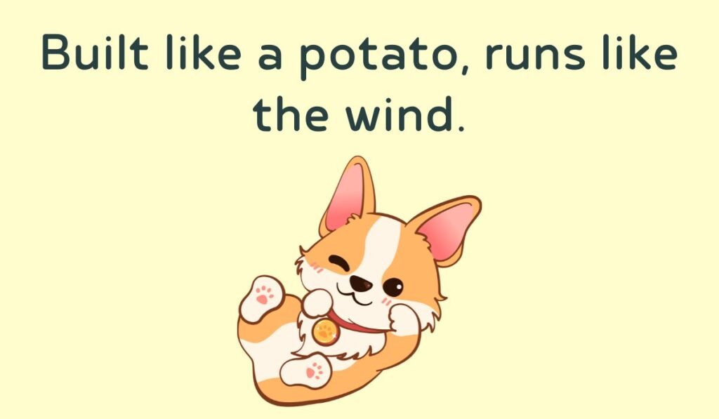 corgi puns and jokes