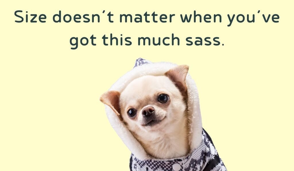 chihuahua puns and jokes