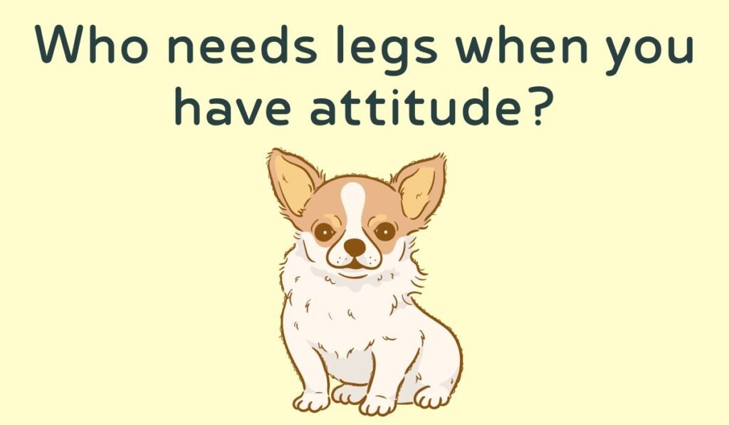 chihuahua puns and jokes