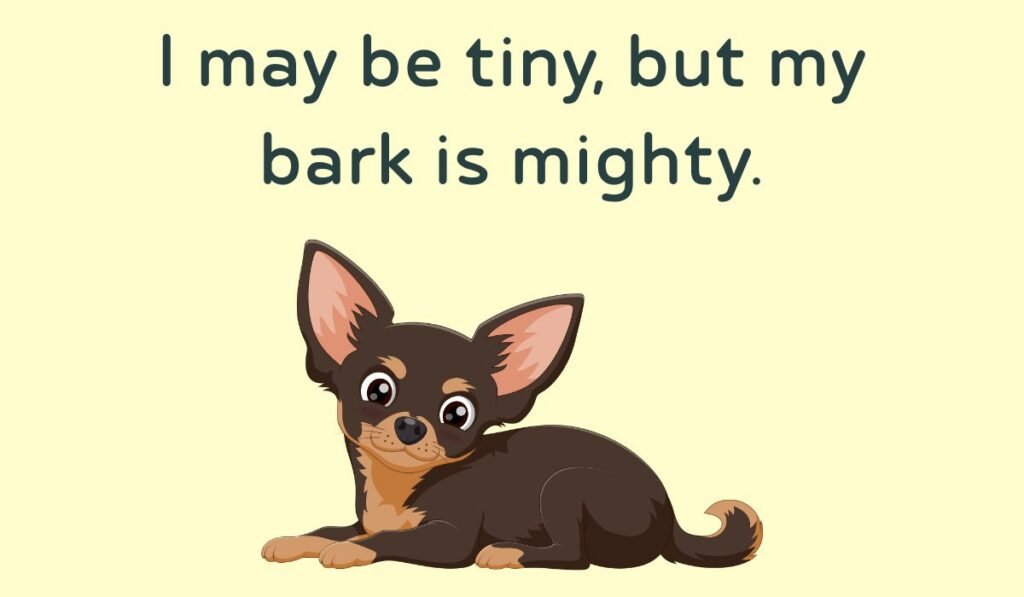 chihuahua puns and jokes