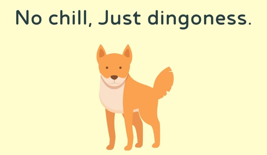 dingo puns and jokes
