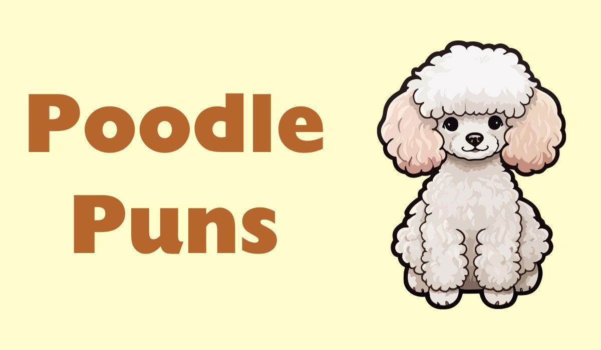 poodle puns and jokes