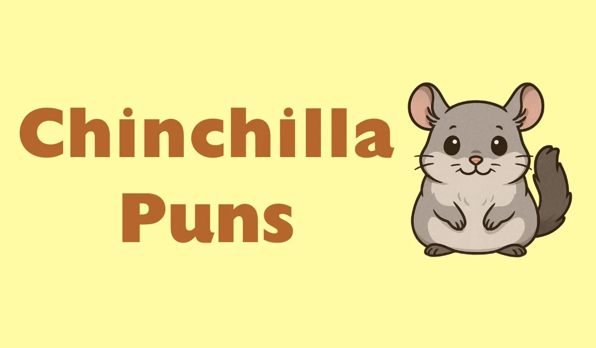 chinchilla puns and jokes