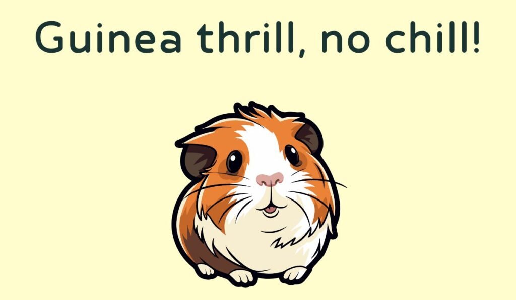 guinea pig puns and jokes