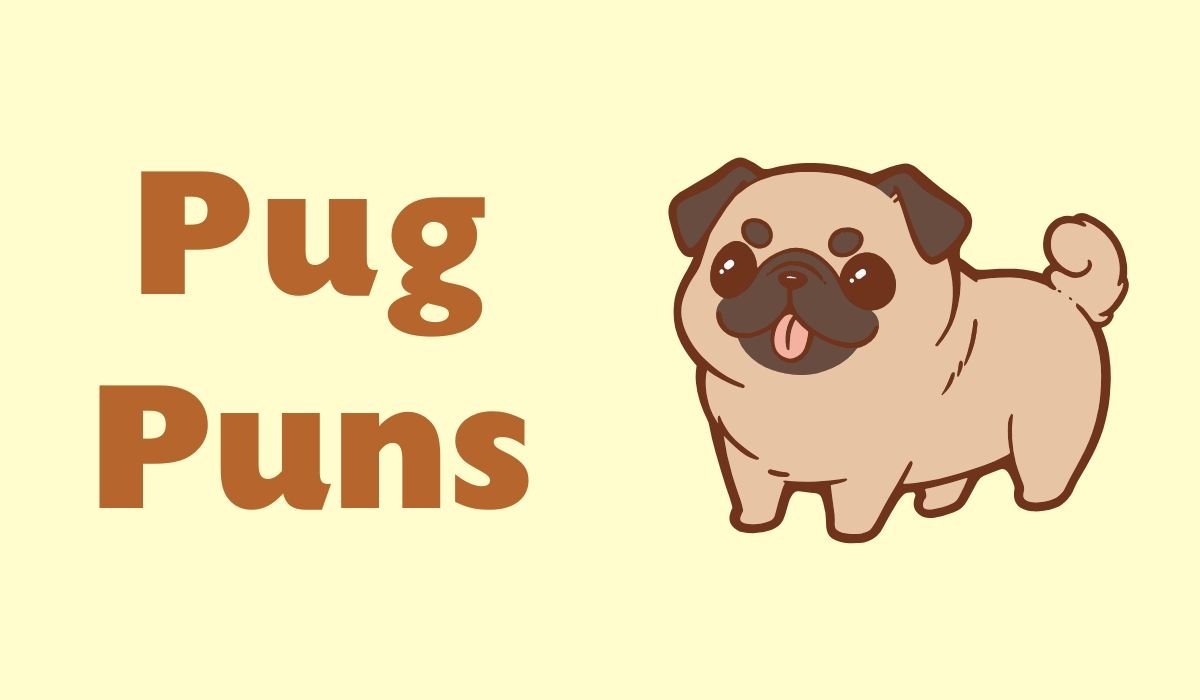 pug puns and jokes