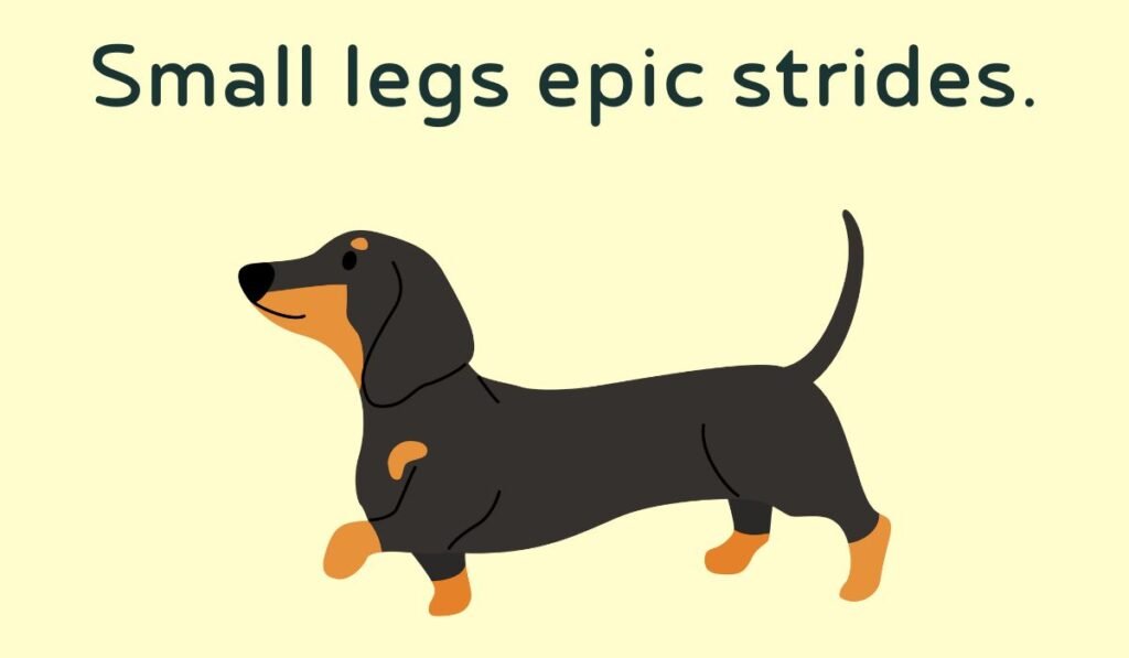 dachshund puns and jokes