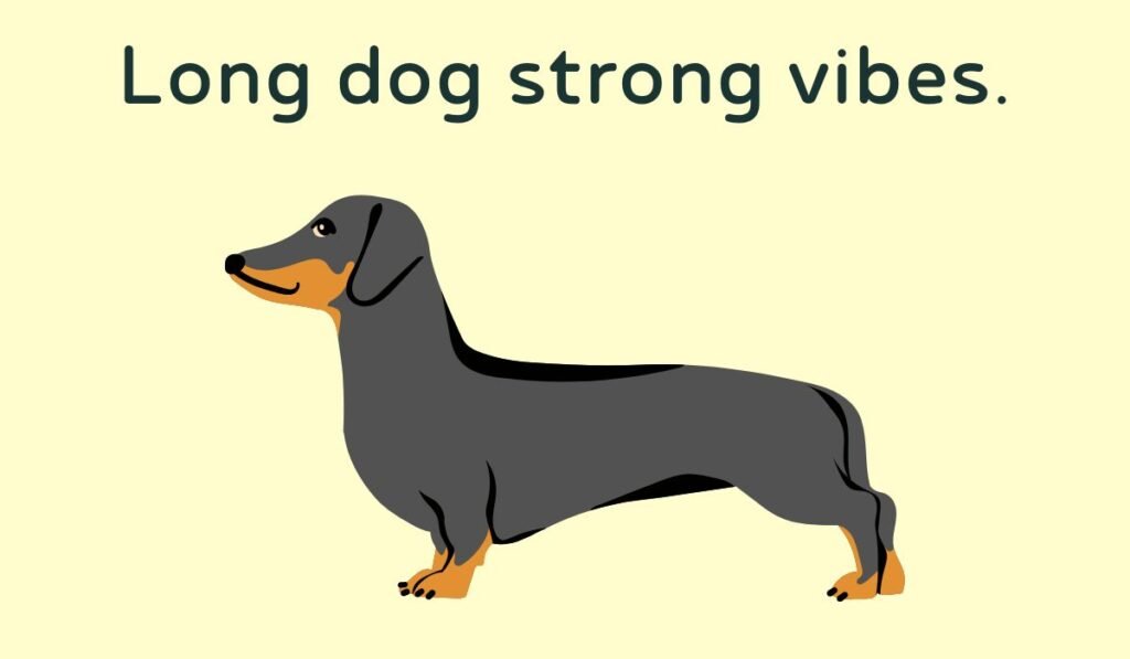 dachshund puns and jokes